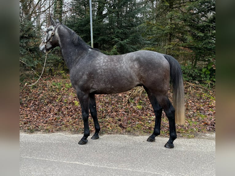 Cheval de sport allemand Hongre 5 Ans in Murg
