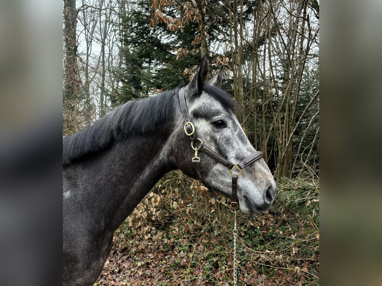 Cheval de sport allemand Hongre 5 Ans in Murg