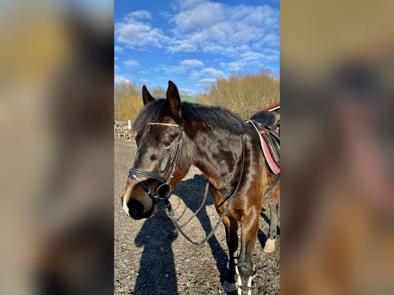 Cheval de sport allemand Hongre 6 Ans 160 cm Bai brun foncé in Wiendorf