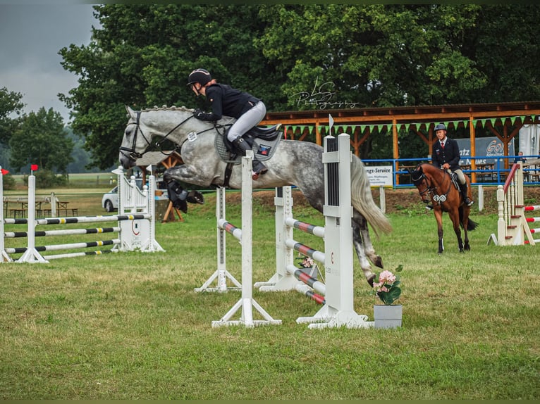 Cheval de sport allemand Hongre 6 Ans 160 cm Gris in Perleberg