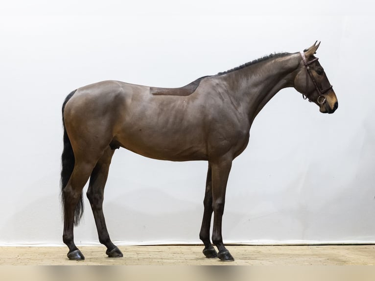 Cheval de sport allemand Hongre 6 Ans 162 cm  in Waddinxveen