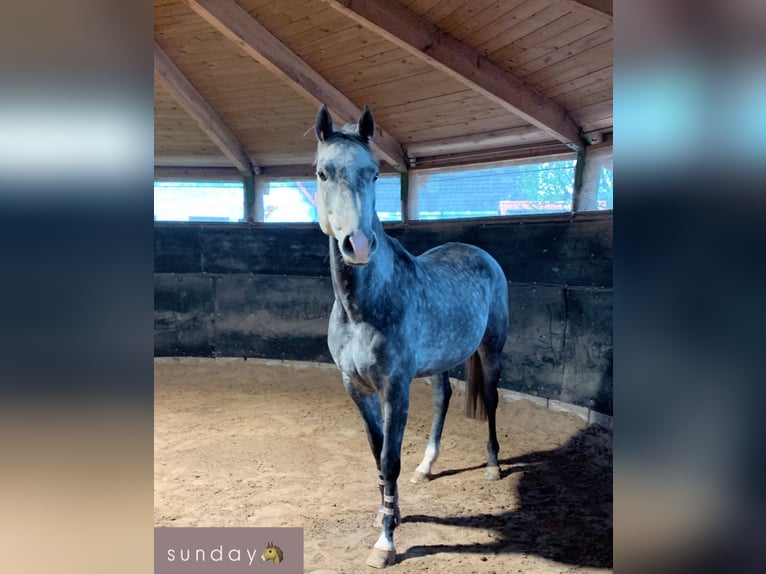 Cheval de sport allemand Hongre 6 Ans 162 cm Gris in Weyhe