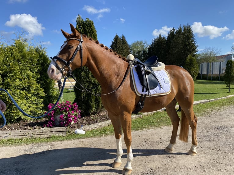 Cheval de sport allemand Hongre 6 Ans 163 cm Alezan in Ki&#xDF;legg