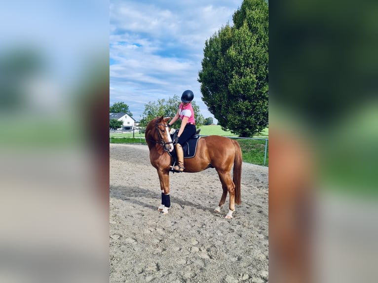 Cheval de sport allemand Hongre 6 Ans 163 cm Alezan in Ki&#xDF;legg