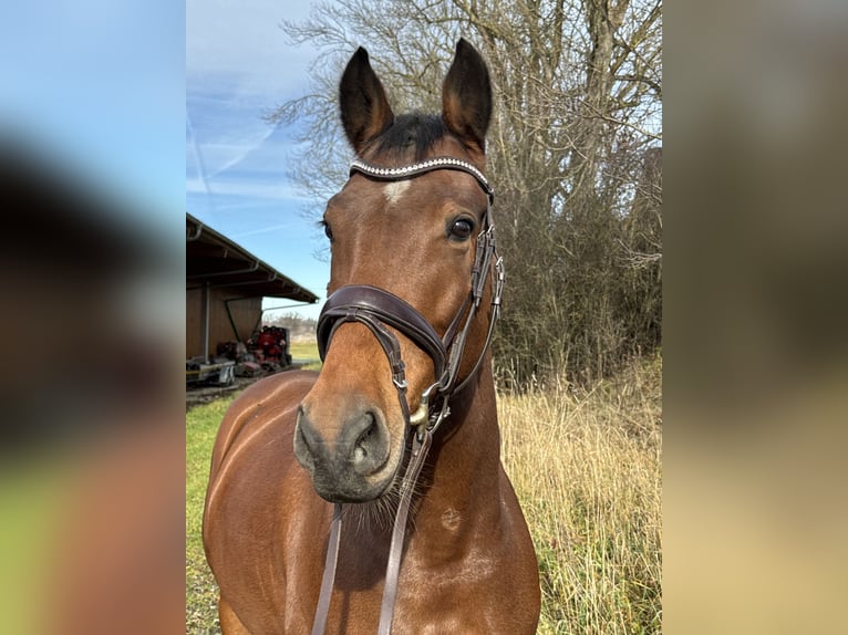 Cheval de sport allemand Hongre 6 Ans 164 cm Bai in Weilheim in Oberbayern