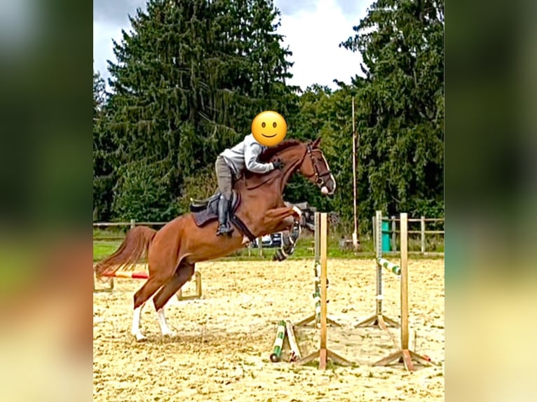 Cheval de sport allemand Hongre 6 Ans 165 cm Alezan in Groß-Gerau