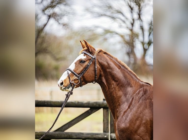Cheval de sport allemand Hongre 6 Ans 165 cm Alezan in Groß-Gerau