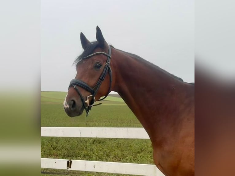 Cheval de sport allemand Hongre 6 Ans 165 cm Bai in Allershausen