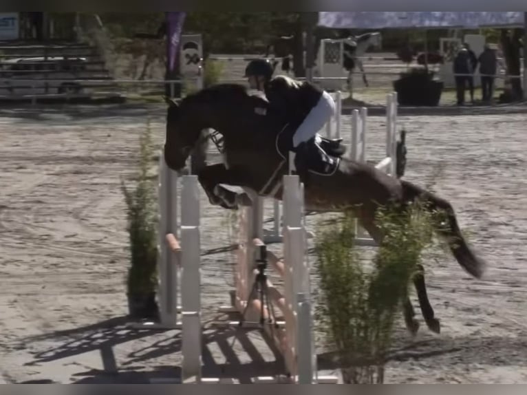 Cheval de sport allemand Hongre 6 Ans 165 cm Bai in Merkers-Kieselbach