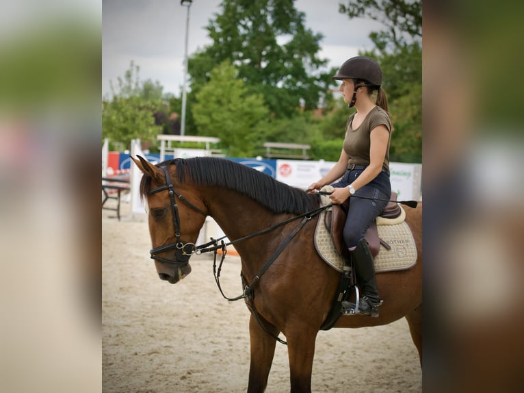 Cheval de sport allemand Hongre 6 Ans 165 cm Bai clair in Stimpfach