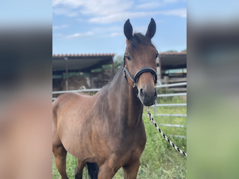 Cheval de sport allemand Croisé Hongre 6 Ans 165 cm in Trebbin