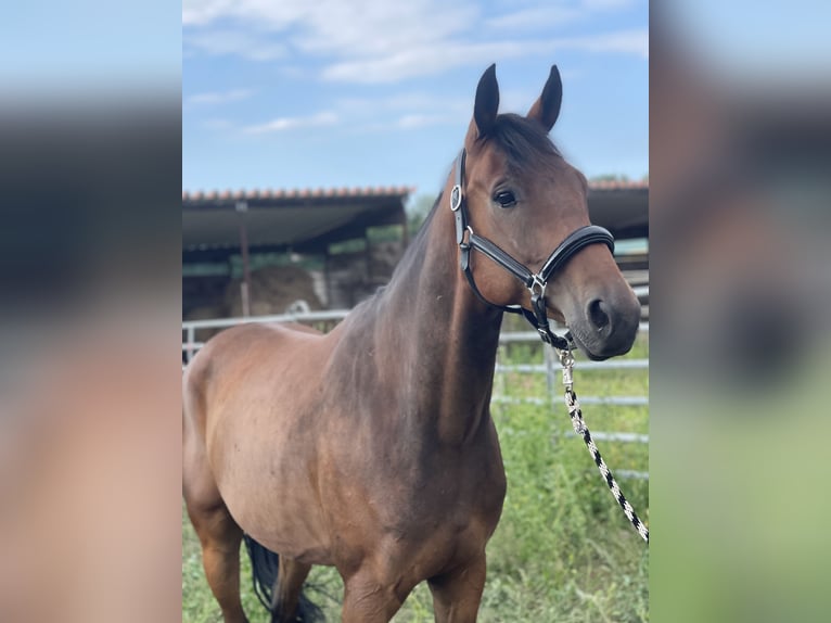 Cheval de sport allemand Croisé Hongre 6 Ans 165 cm in Trebbin