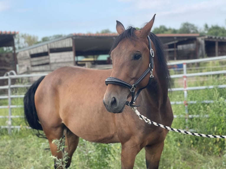 Cheval de sport allemand Croisé Hongre 6 Ans 165 cm in Trebbin