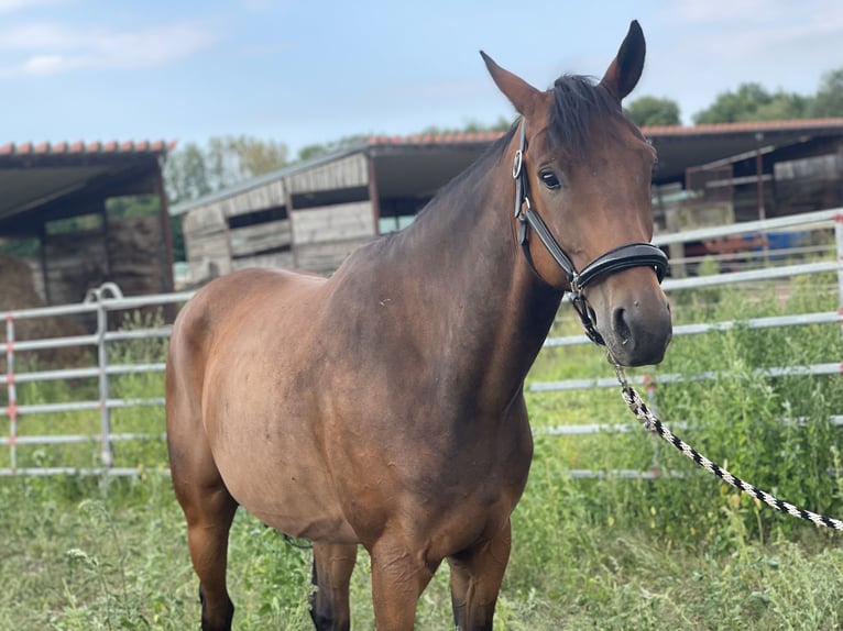 Cheval de sport allemand Croisé Hongre 6 Ans 165 cm in Trebbin