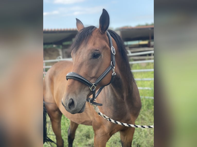 Cheval de sport allemand Croisé Hongre 6 Ans 165 cm in Trebbin