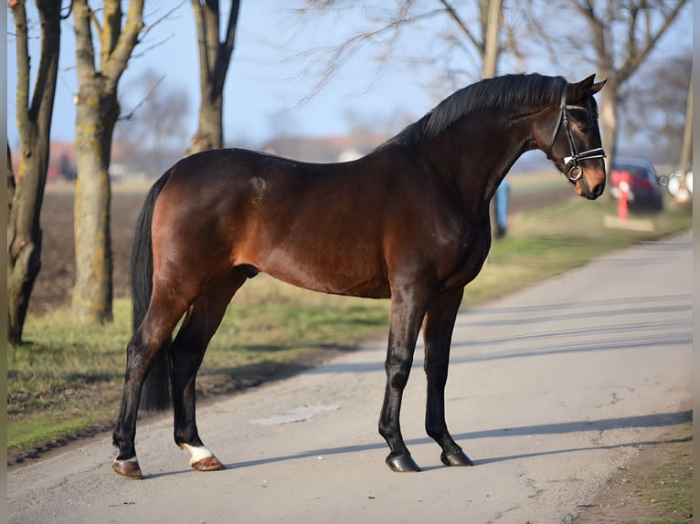 Cheval de sport allemand Hongre 6 Ans 166 cm Bai in Cegl&#xE9;d