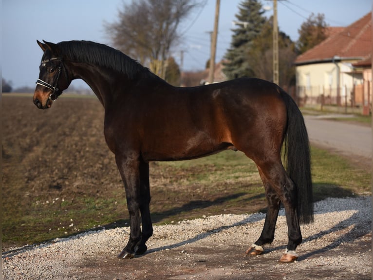 Cheval de sport allemand Hongre 6 Ans 166 cm Bai in Cegl&#xE9;d