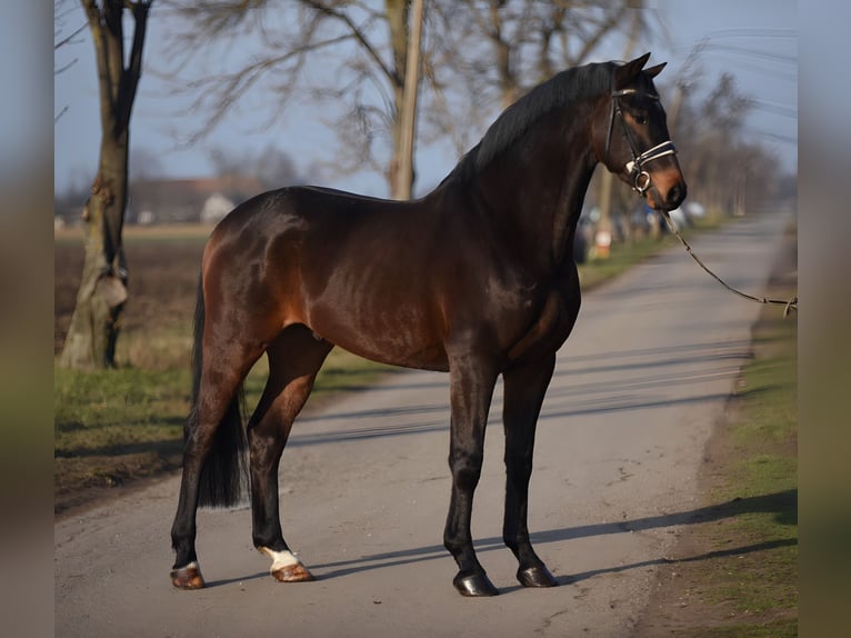Cheval de sport allemand Hongre 6 Ans 166 cm Bai in Cegl&#xE9;d