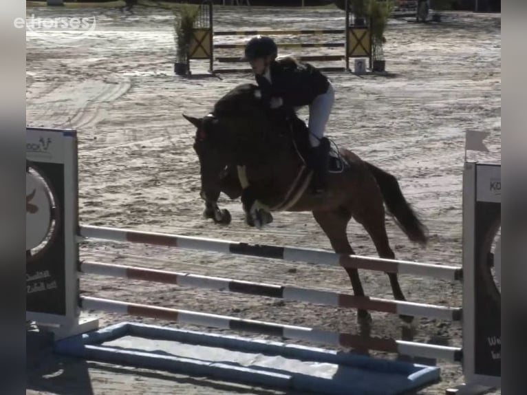 Cheval de sport allemand Hongre 6 Ans 166 cm Bai in Dermbach