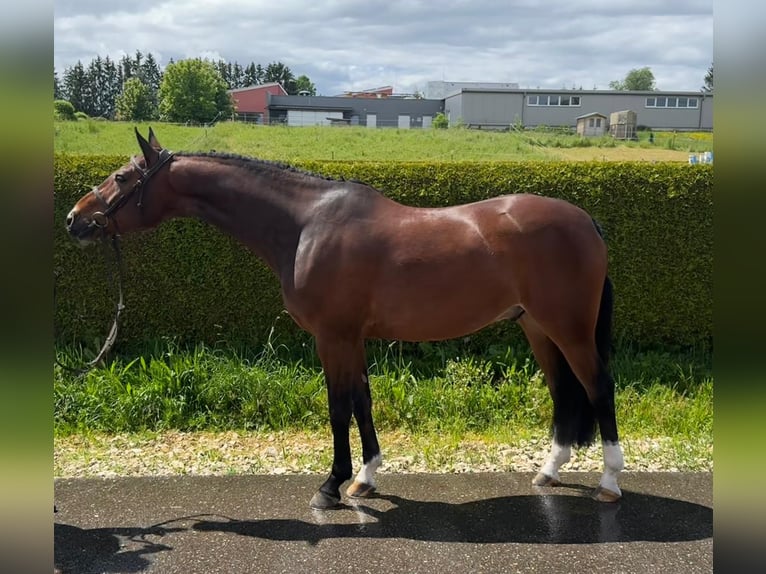 Cheval de sport allemand Hongre 6 Ans 166 cm Bai in Gerstetten