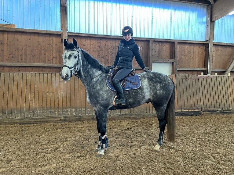 Cheval de sport allemand Hongre 6 Ans 166 cm Gris pommelé in Teupitz / Nähe
