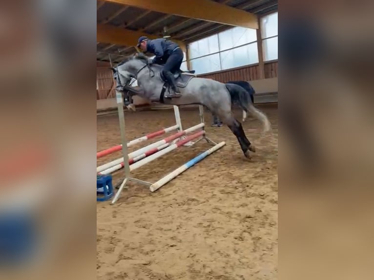 Cheval de sport allemand Hongre 6 Ans 166 cm Gris pommelé in Frankfurt (Oder)