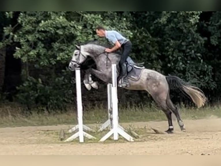 Cheval de sport allemand Hongre 6 Ans 166 cm Gris pommelé in Frankfurt (Oder)