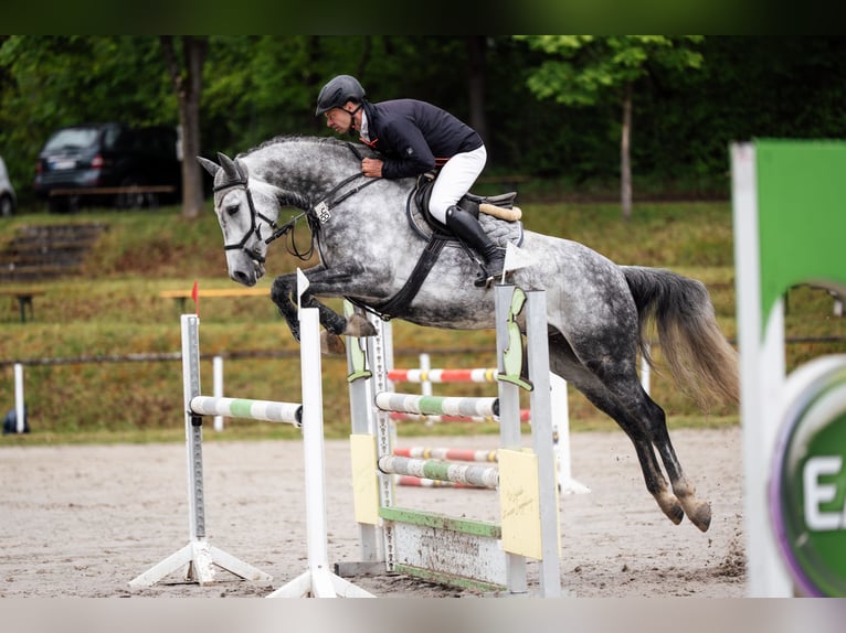 Cheval de sport allemand Hongre 6 Ans 166 cm Gris pommelé in Krayenberggemeinde
