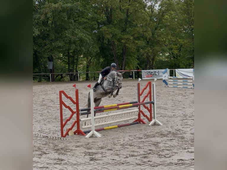 Cheval de sport allemand Hongre 6 Ans 166 cm Gris pommelé in Krayenberggemeinde