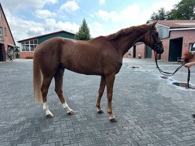 Cheval de sport allemand Hongre 6 Ans 167 cm Alezan in Isterberg