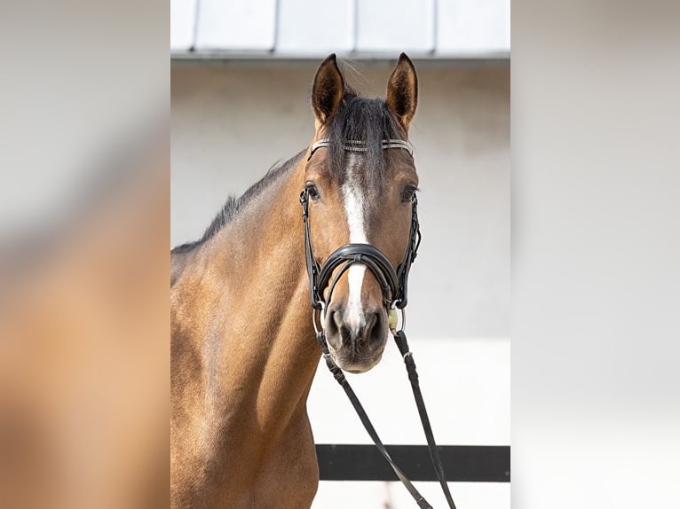 Cheval de sport allemand Hongre 6 Ans 167 cm Bai cerise in Okoly