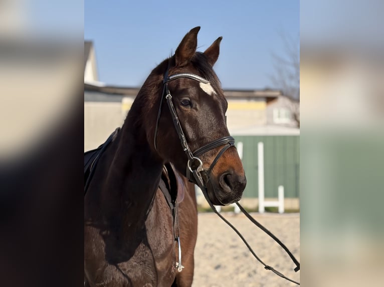 Cheval de sport allemand Hongre 6 Ans 167 cm Bai in Bad Lauchstädt