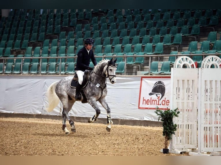 Cheval de sport allemand Hongre 6 Ans 167 cm Gris pommelé in Gerstetten