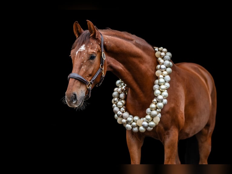 Cheval de sport allemand Hongre 6 Ans 168 cm Alezan in Mainz