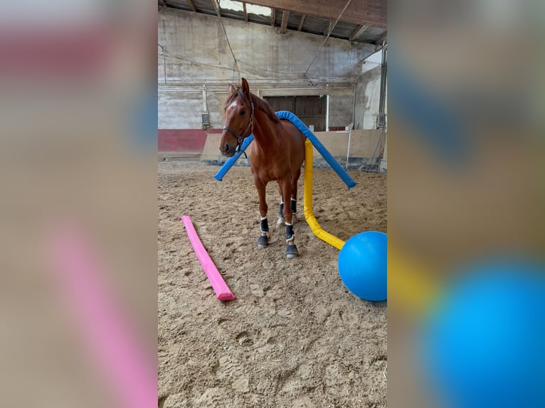 Cheval de sport allemand Hongre 6 Ans 168 cm Alezan in Mainz