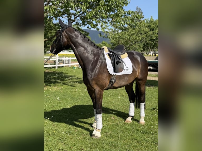 Cheval de sport allemand Hongre 6 Ans 168 cm Bai brun in Kirchzarten