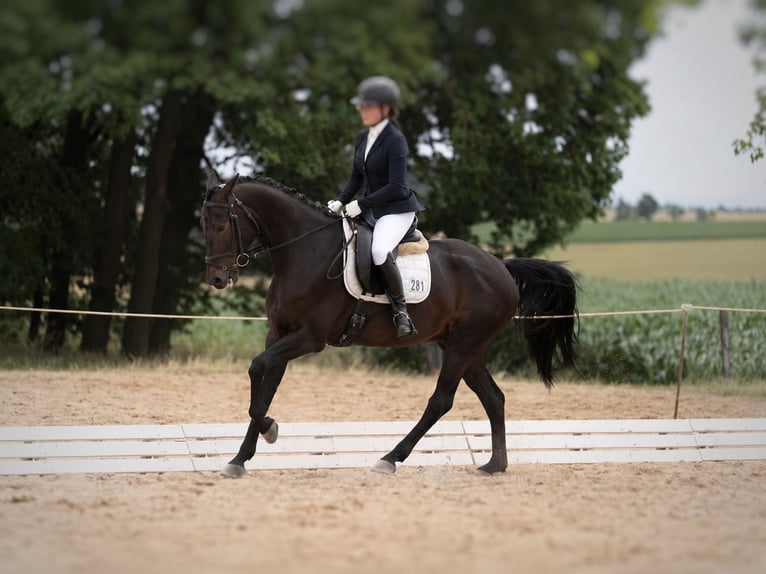 Cheval de sport allemand Hongre 6 Ans 168 cm Bai brun in Saara