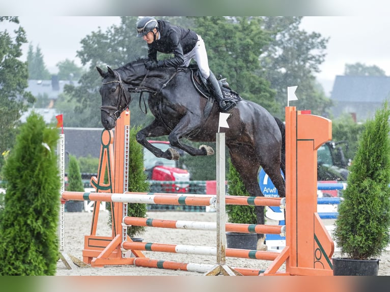 Cheval de sport allemand Hongre 6 Ans 168 cm Bai brun foncé in Schleiz