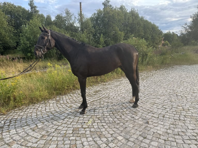 Cheval de sport allemand Hongre 6 Ans 168 cm Bai brun foncé in Schleiz