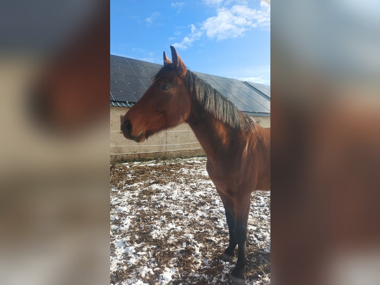 Cheval de sport allemand Hongre 6 Ans 168 cm Bai in Oebisfelde
