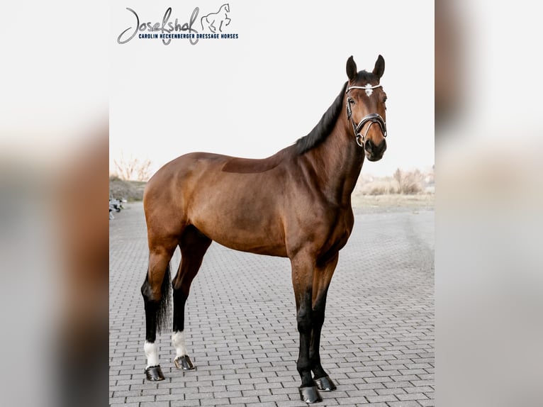 Cheval de sport allemand Hongre 6 Ans 168 cm Bai in Oberstadion