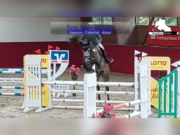 Cheval de sport allemand Hongre 6 Ans 168 cm Gris in Gadow