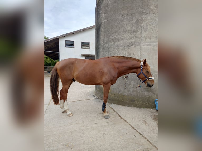 Cheval de sport allemand Hongre 6 Ans 169 cm Alezan in Viernheim