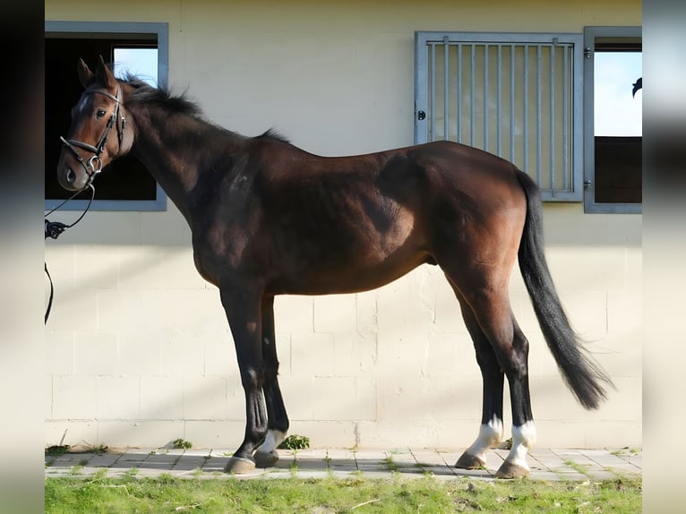 Cheval de sport allemand Hongre 6 Ans 169 cm Bai brun in Zernien