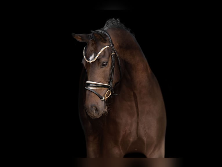 Cheval de sport allemand Hongre 6 Ans 169 cm Bai in Wehringen