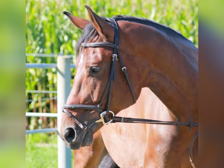 Cheval de sport allemand Hongre 6 Ans 169 cm Bai in Karlsfeld