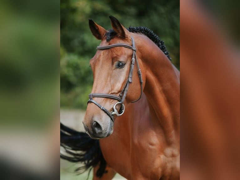 Cheval de sport allemand Hongre 6 Ans 169 cm Bai in Riedstadt