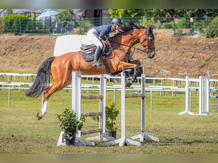 Cheval de sport allemand Hongre 6 Ans 169 cm in Gadebusch