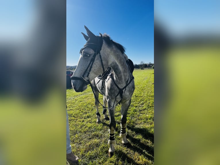Cheval de sport allemand Hongre 6 Ans 169 cm Gris in Weingarten