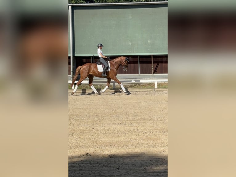 Cheval de sport allemand Hongre 6 Ans 170 cm Alezan in Altenstadt